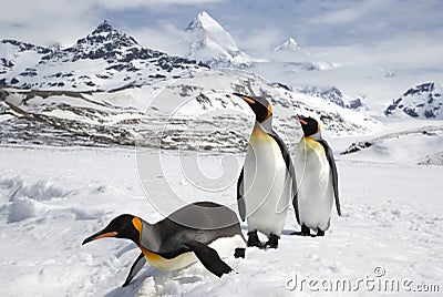 Three king penguins in the snow on South Georgia island Stock Photo