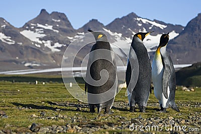 Three King Penguins, South Georgia, Antarctica Stock Photo