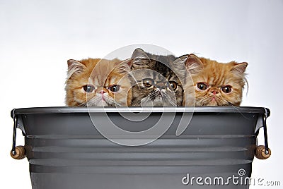 Three Kittens Stock Photo