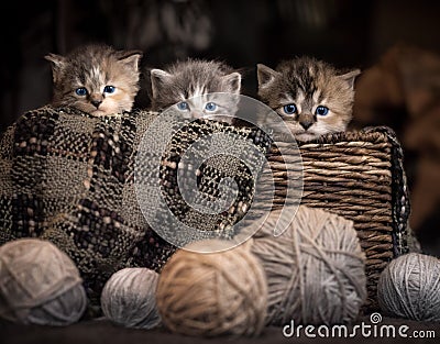 Three kittens in a basket Stock Photo