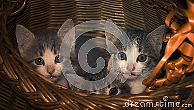 Three kittens in a box Stock Photo