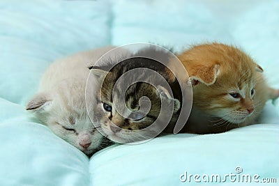 Three Kittens Over Blue Background. Stock Photo