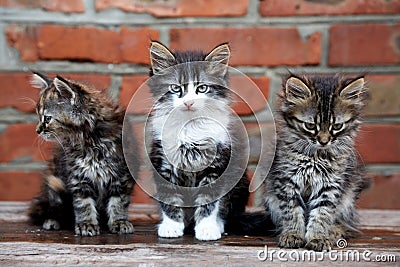 Three kittens on the wall background Stock Photo