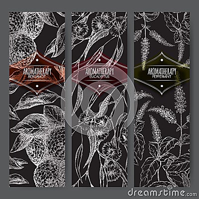 Three labels with bergamot, peppermint and eucalyptus sketch on black. Vector Illustration