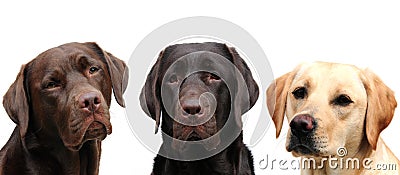 Three labradors Stock Photo