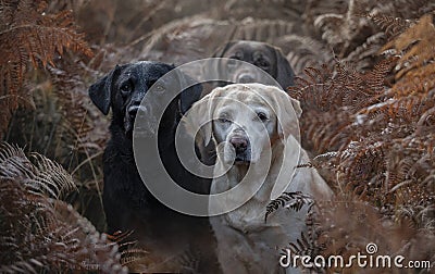 Three labradors in the colourful autumn forest Stock Photo