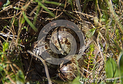 Three lapland longspur eggs found in nest during early summer Stock Photo