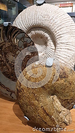 Three Huge Old ammonite fossils Editorial Stock Photo