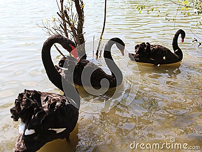 Three large Black Swans with thick plumage in the pond Stock Photo