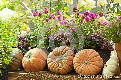 Three large pumpkins on the counter, a beautiful farmer`s farm, blooming pink asters. Harvest Festival Stock Photo