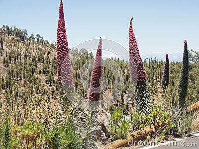 Three large Teide Tajin branches in full bloom in Tenerife Stock Photo