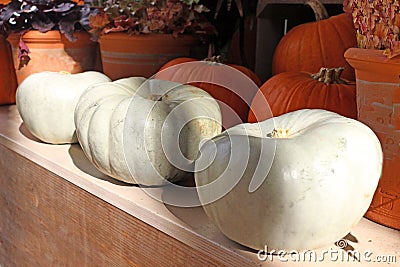 Ghost Pumpkins Stock Photo