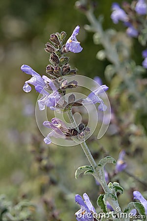 Three-leaved Sage Stock Photo