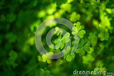 Three leaves clover background Stock Photo