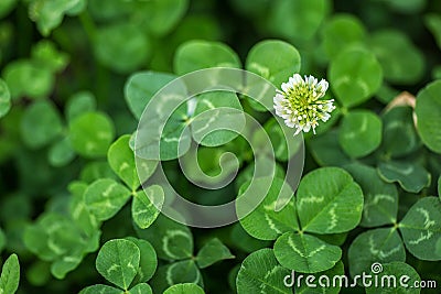 Three leaves clover with clover flowres background. Macro Stock Photo