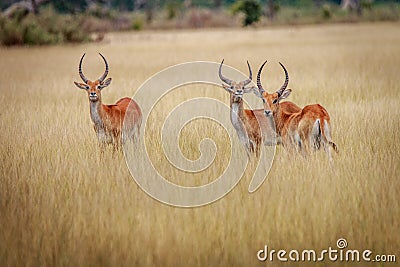 Three Lechwes starring at the camera. Stock Photo