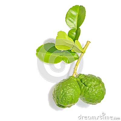 Three leech lime Stock Photo