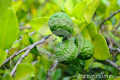 Three leech lime fruits Stock Photo