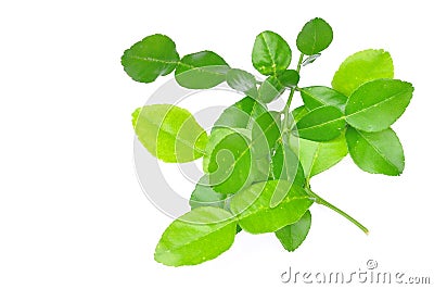 Three leech lime leaf isolated Stock Photo