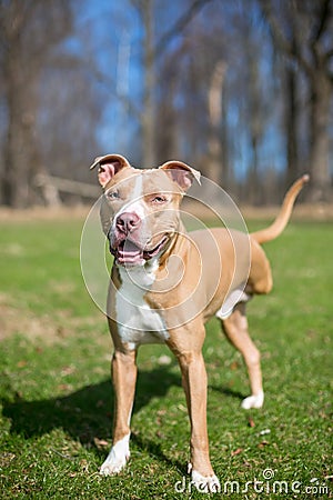 A three-legged Pit Bull Terrier mixed breed dog Stock Photo