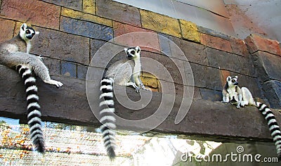 Funny lemurs with striped tails Stock Photo