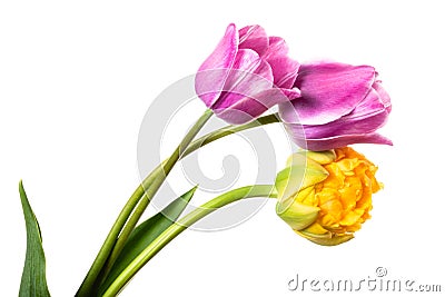 Three lilac and yellow spring flowers. Tulips isolated on white Stock Photo