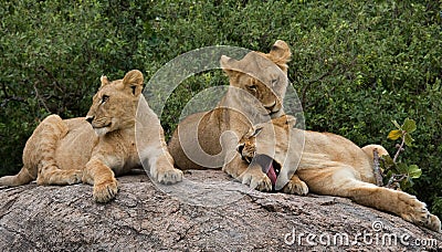 Three lionesses lie together. Kenya. Tanzania. Africa. Serengeti. Maasai Mara. Cartoon Illustration