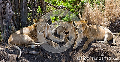 Three lionesses lie together. Kenya. Tanzania. Africa. Serengeti. Maasai Mara. Cartoon Illustration