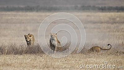 Three lionesses pursue an underground warthog Stock Photo