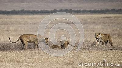 Three lionesses pursue an underground warthog Stock Photo