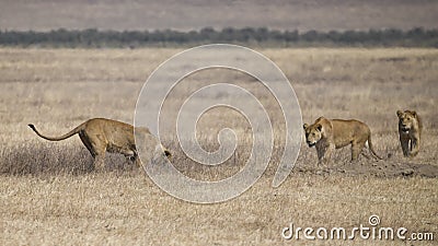 Three lionesses pursue an underground warthog Stock Photo