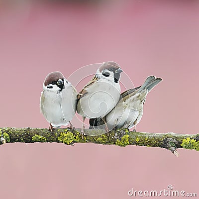 three little birds on a tree in the spring garden Stock Photo