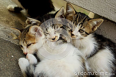 Three little cats Stock Photo