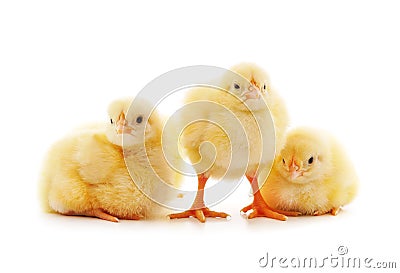 Three little chickens Stock Photo