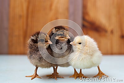 Three little chickens, two chicken and a cockerel Stock Photo