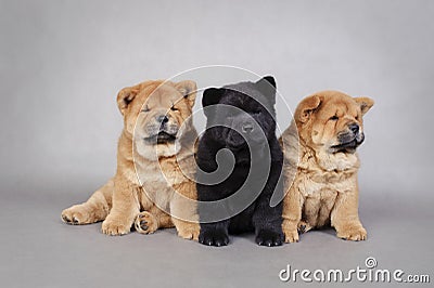 Three little Chow chow puppies portrait Stock Photo