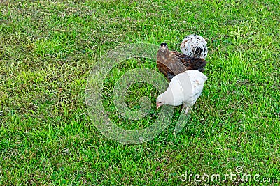 Three little different colored chicks are freely grazing and pecking grains Stock Photo