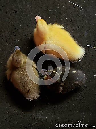 Three Little Ducks Editorial Stock Photo
