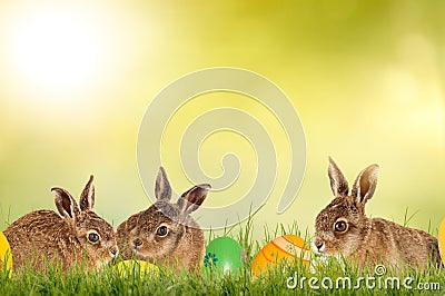 Three little easter bunnies with easter eggs on a green meadow isolated on a green background with sunlight Stock Photo