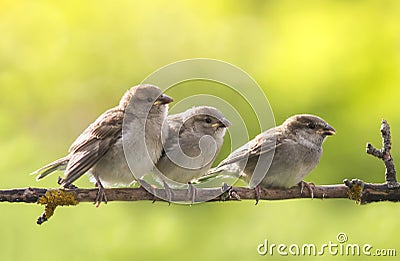 Three little funny yellow-mouthed Sparrow Chicks sit on a branch in a summer Sunny garden Stock Photo