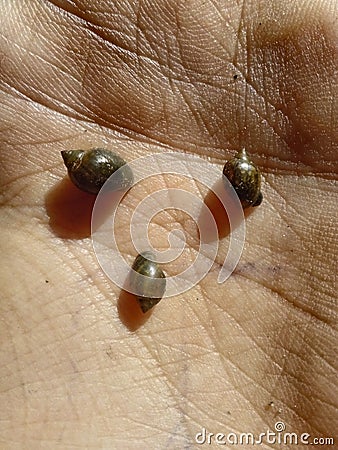 Three little greyish silver snails in my palm Stock Photo