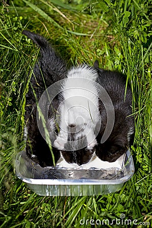 Three little kittens drining milk Stock Photo