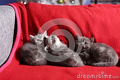 Three little kittens Stock Photo