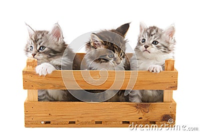 Three little Main Coon kittens Stock Photo