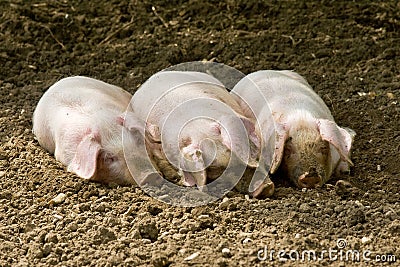 Three little pigs Stock Photo