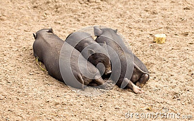 Three little pigs Stock Photo