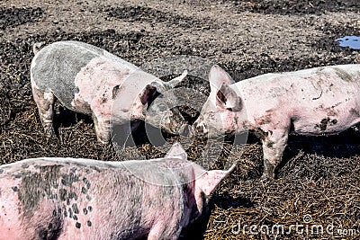 The Three Little Pigs Playing in the Mud Stock Photo