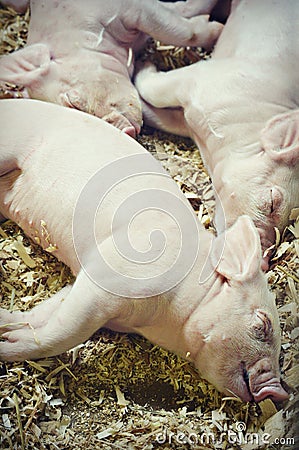 Three Little Pigs Stock Photo