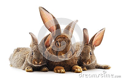 Three little rabbits Stock Photo
