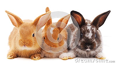 Three little rabbits Stock Photo